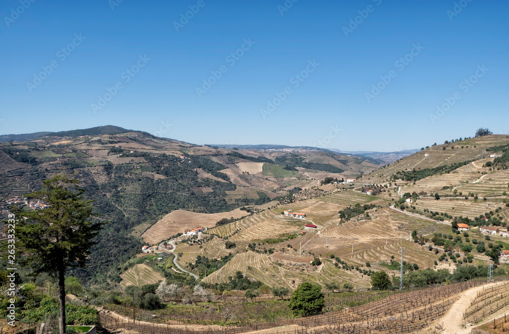Fototapeta premium Douro Valley, wineyard around the Douro River, Portugal