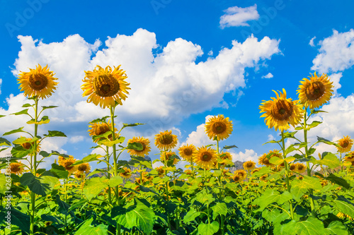 Sunflower field cover cloudy and blue sky