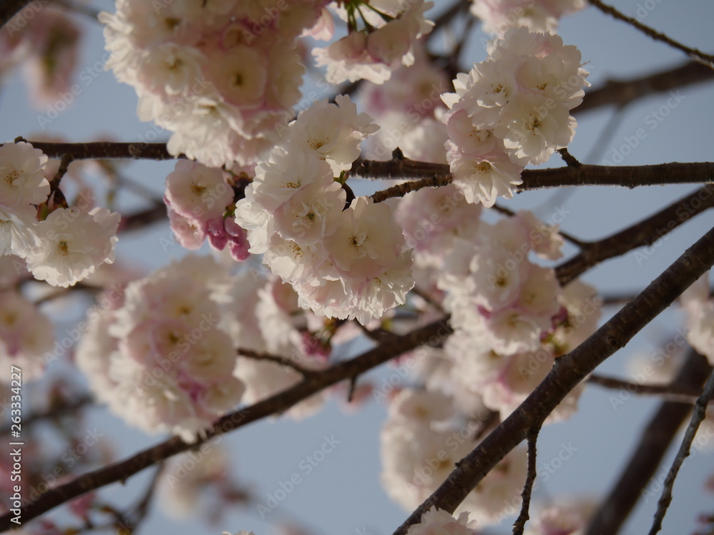 桜 桜