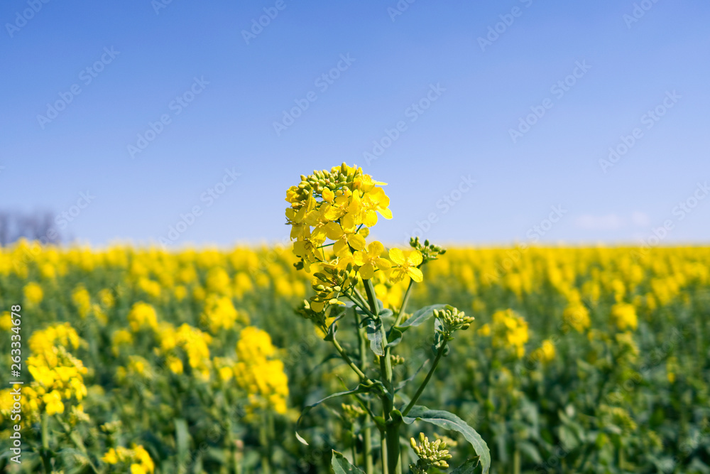 Plants / Ponitz / Germany: Rapeseed blossom in front of a blooming rapeseed field in rural Eastern Thuringia in April Plants / Ponitz / Germany: Rapeseed blossom in front of a blooming rapeseed field in rural Eastern Thuringia in April