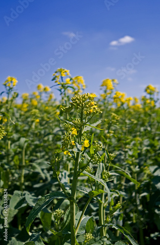 Plants / Ponitz / Germany: Rapeseed at the beginning of flowering in rural Eastern Thuringia in April