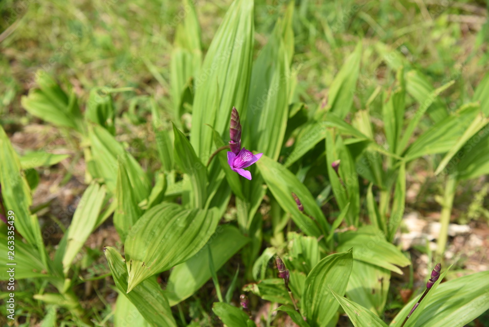 Hyacinth orchid (Bletilla striata) Hyacinth orchid (Bletilla striata)