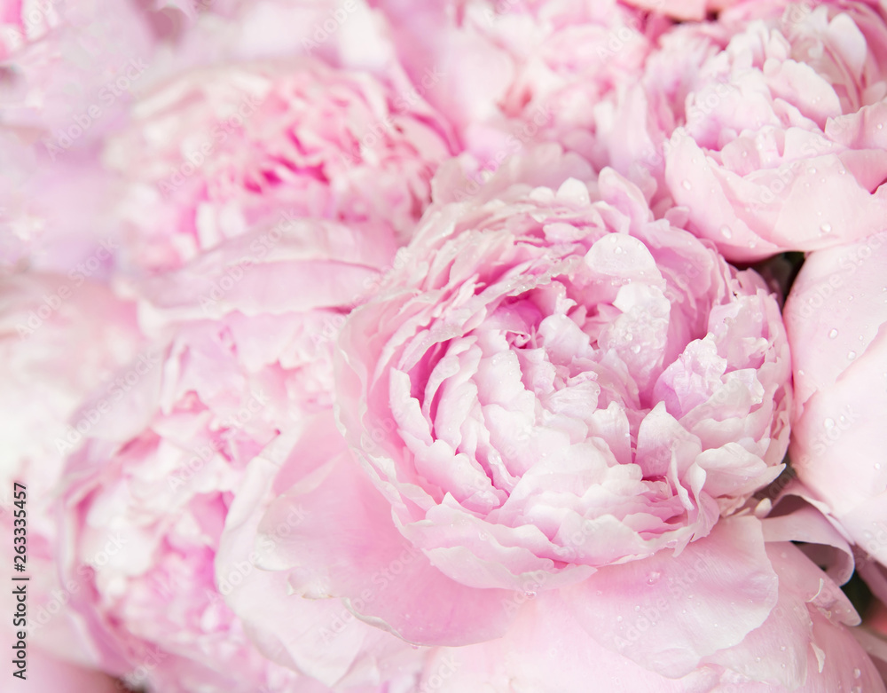 Fototapeta Pink peonies blossom background. Flowers