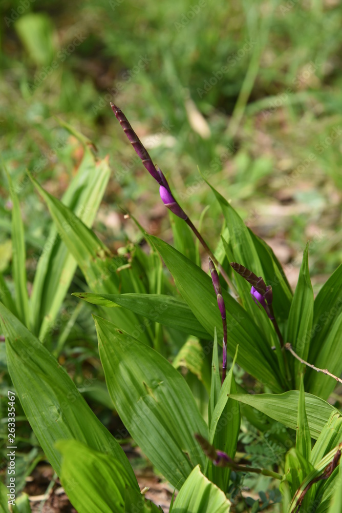 Hyacinth orchid (Bletilla striata) Hyacinth orchid (Bletilla striata)