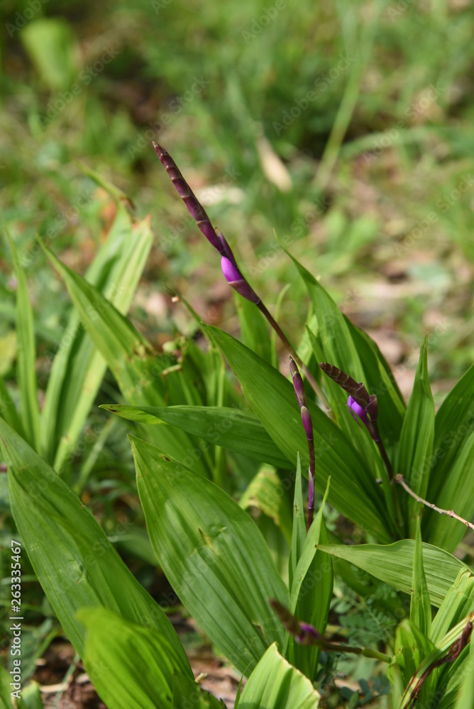 Hyacinth orchid (Bletilla striata)