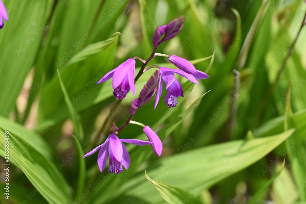 Hyacinth orchid (Bletilla striata) Hyacinth orchid (Bletilla striata)