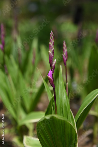 Hyacinth orchid  Bletilla striata 