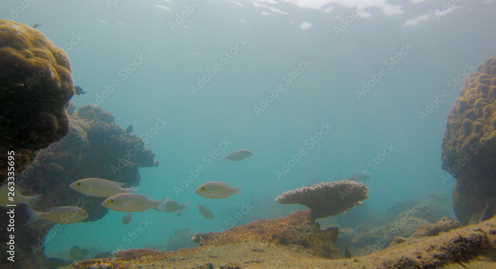 Obraz premium Bleaching Coral Reef of the Perhentian Islands, Malaysia, 2018.