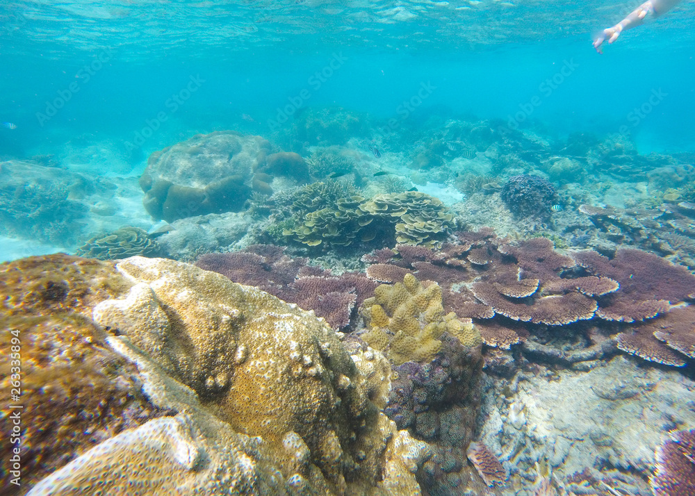 Fototapeta premium Bleaching Coral Reef of the Perhentian Islands, Malaysia, 2018.