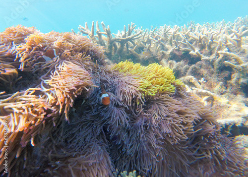 Bleaching Coral Reef of the Perhentian Islands, Malaysia, 2018.