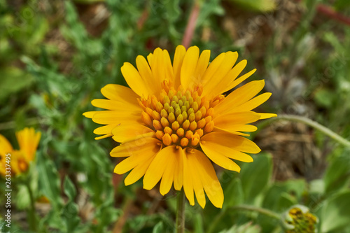 Wallpaper Mural Beautiful wild spring Yellow Sneezweed (Helenium amarum) with green background. Torontodigital.ca