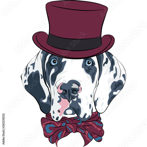 vector spotted dog Great Dane breed