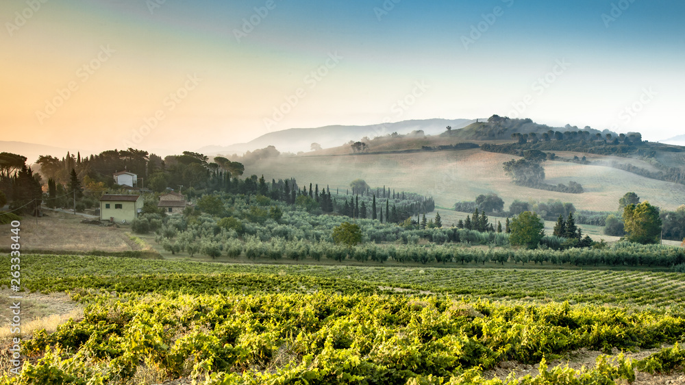 Young Chianti Vineyard in Tuscan Countryside, Italy
