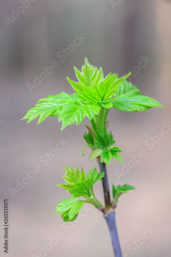 Close-up photo of spring young fresh leaves on tree branches with buds, soft focus and blur background. Concept of new life.