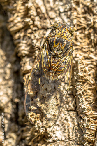 Cicada insect camouflage photo