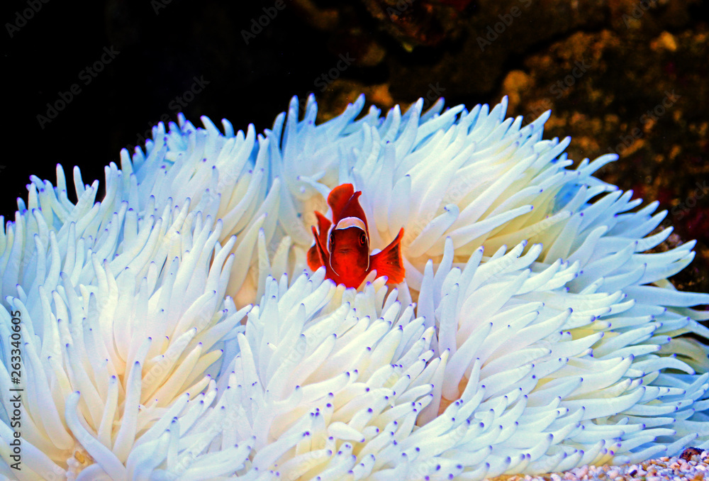 Red Goldenflake maroon Clownfish in relationship with white Sabae Anemone Red Goldenflake maroon Clownfish in relationship with white Sabae Anemone