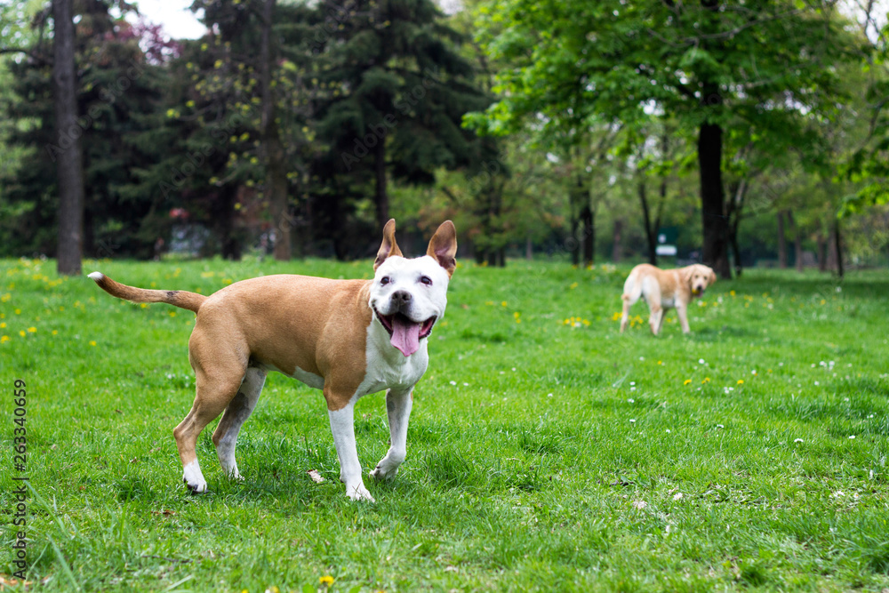 Springtime happy dog friends