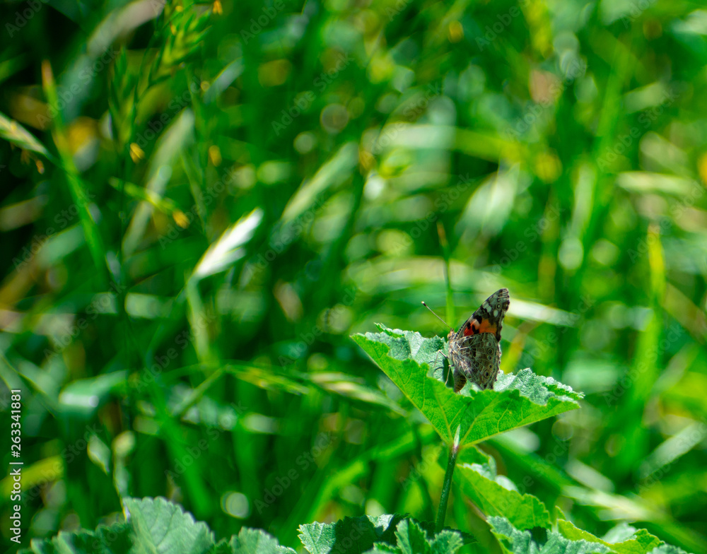 Painted Lady Butterfly on Green Leaf in tall grass Painted Lady Butterfly on Green Leaf in tall grass