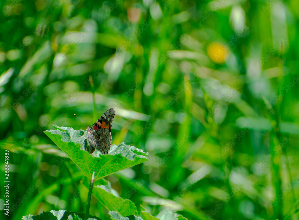 Painted Lady Butterfly on Green Leaf in tall grass Painted Lady Butterfly on Green Leaf in tall grass