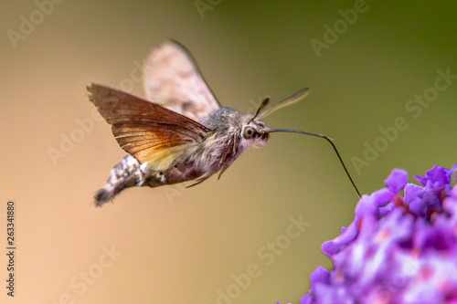 Hummingbird hawk moth butterfly