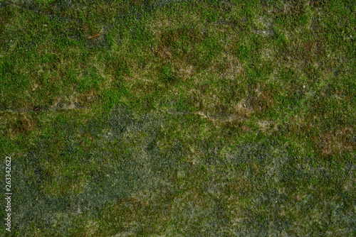 Moss wall background in nature