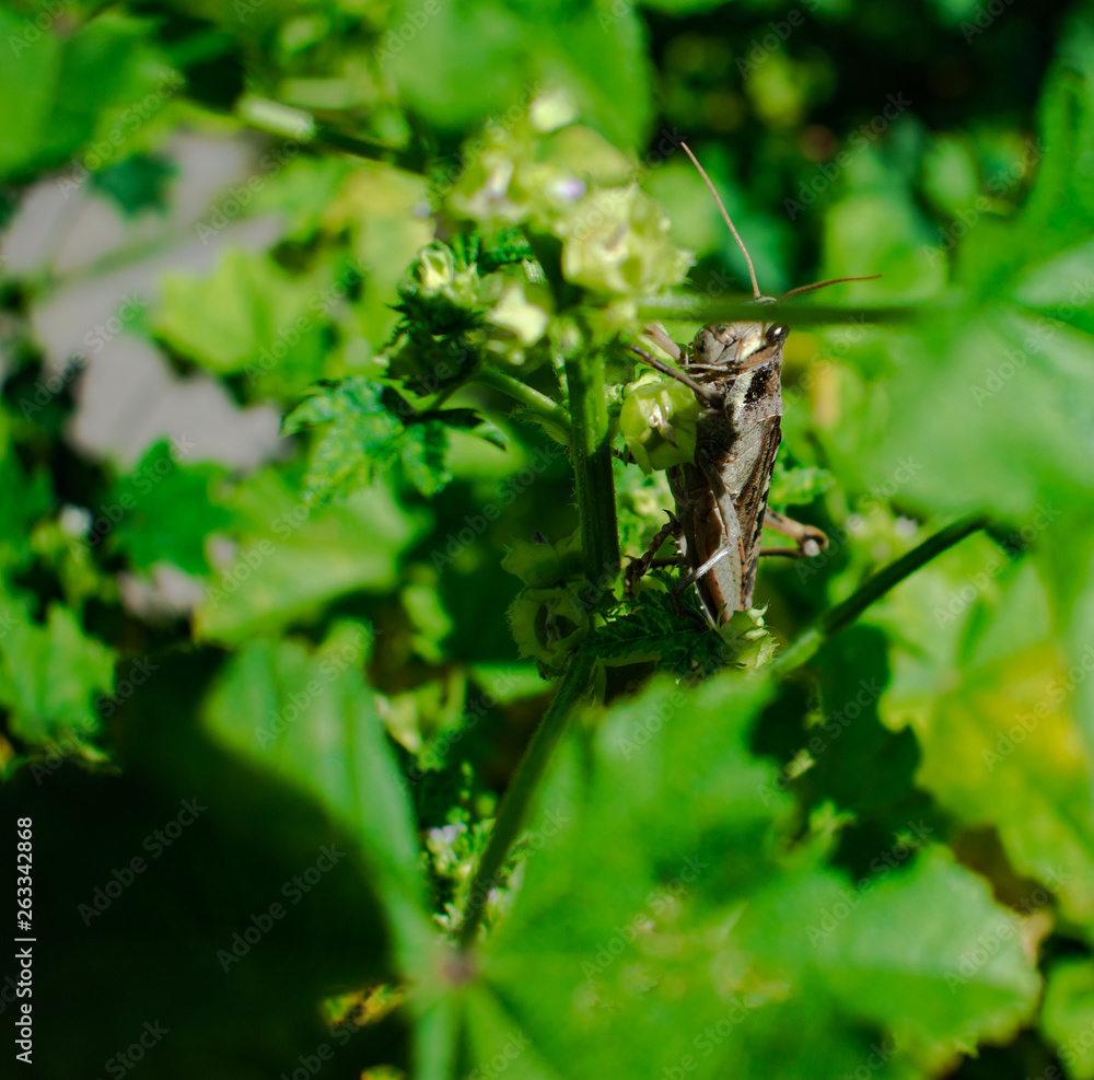Carolina Grasshopper on plant, eating leaves Carolina Grasshopper on plant, eating leaves