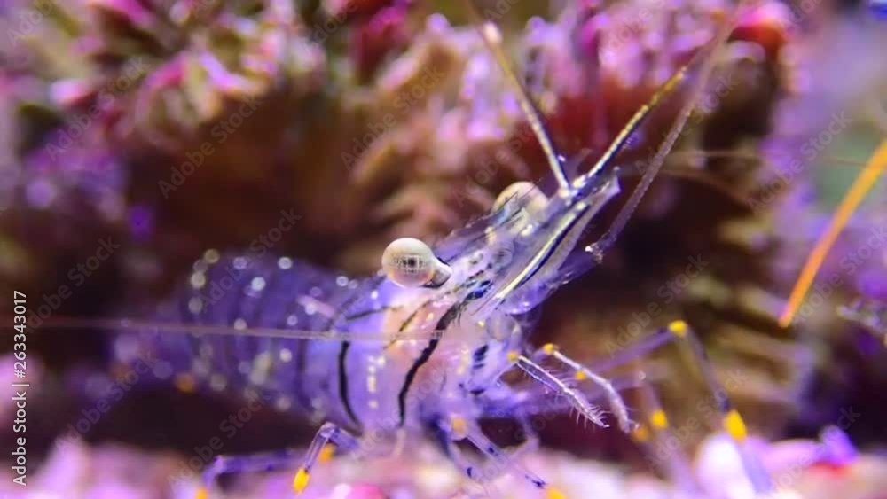 4K video of Palaemon elegance Mediterranean glass shrimp 4K video of Palaemon elegance Mediterranean glass shrimp