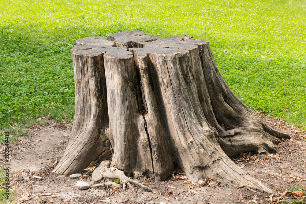 Obraz premium Tree Stump