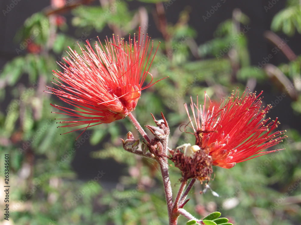 Red calliandra powder puff plant with new buds blooming in the spring in Scottsdale, Arizona 