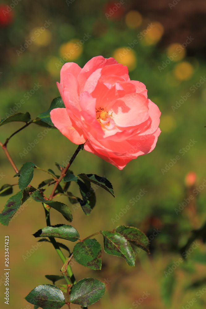 Obraz premium 公園に咲く美しい薔薇の花