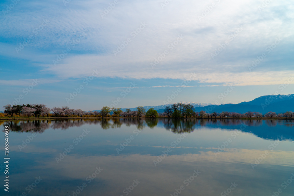 新潟県阿賀野市瓢湖の春