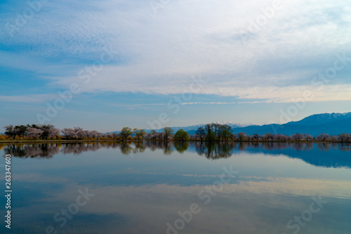 新潟県阿賀野市瓢湖の春