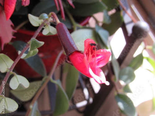 Red lipstick plant growing indoors by a bright sunlit window 