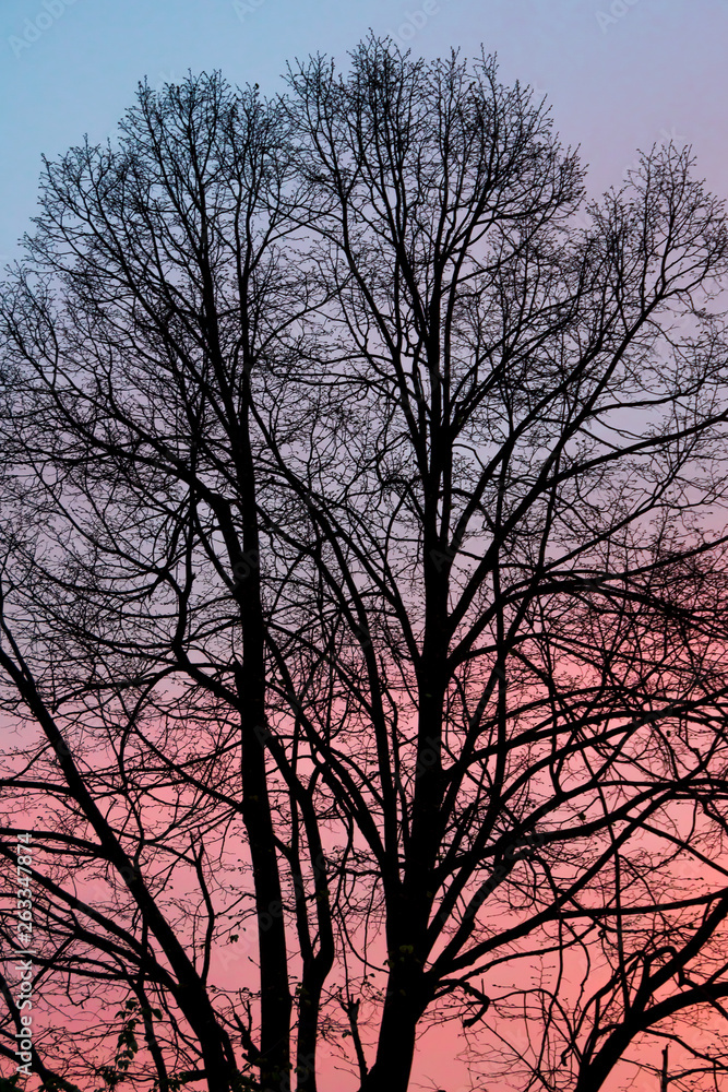 Texture of leafless black tree branches against the sky colored in light blue, violet and red. Texture of leafless black tree branches against the sky colored in light blue, violet and red.