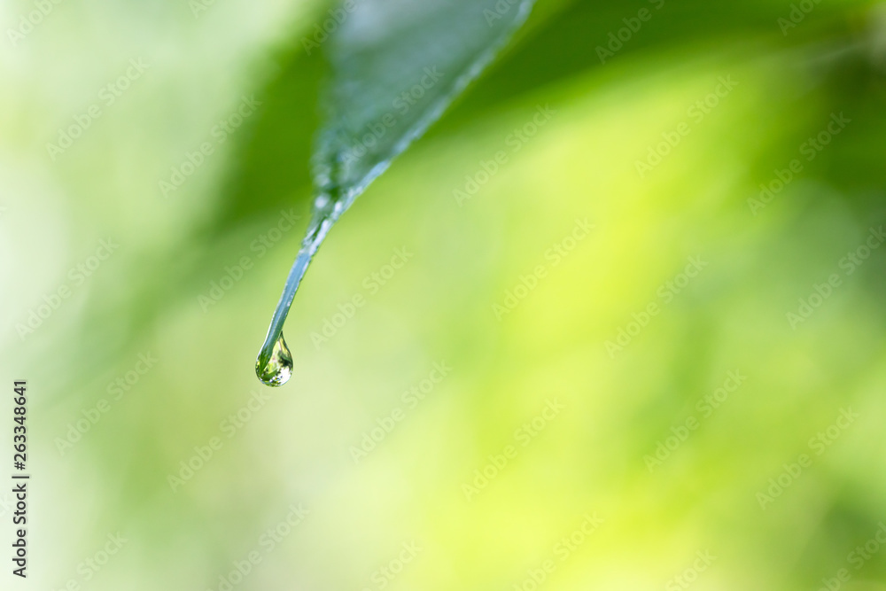 水滴のついた葉 エコイメージ 水滴のついた葉 エコイメージ