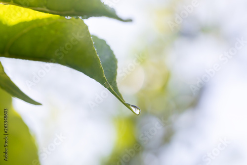 水滴のついた葉 エコイメージ