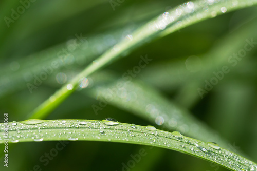 水滴のついた葉 エコイメージ