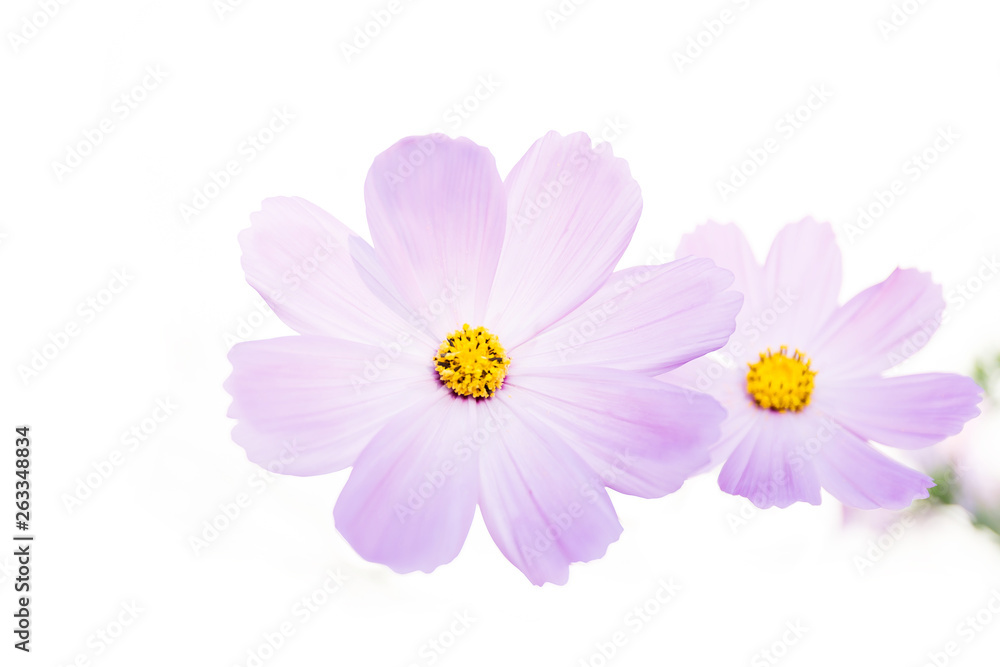 Pink cosmos flower isolated on white background. Pink cosmos flower isolated on white background.