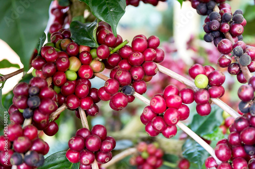 Coffee beans on tree, Thailand