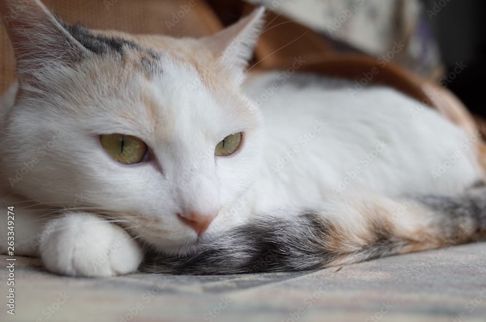 Fototapeta premium 猫