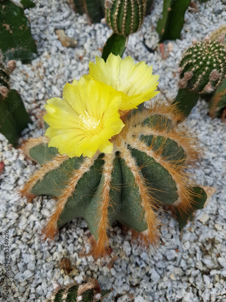 cactus in bloom