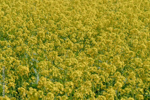 菜の花で一面黄色い菜の花畑