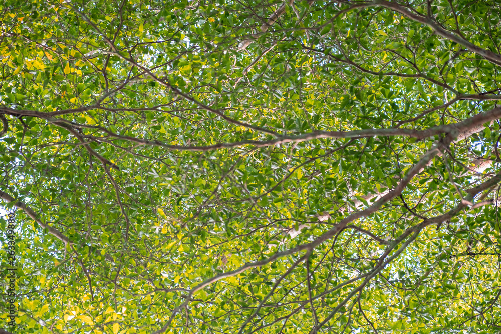 Obraz premium Branches and leaves