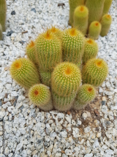 golden cactus