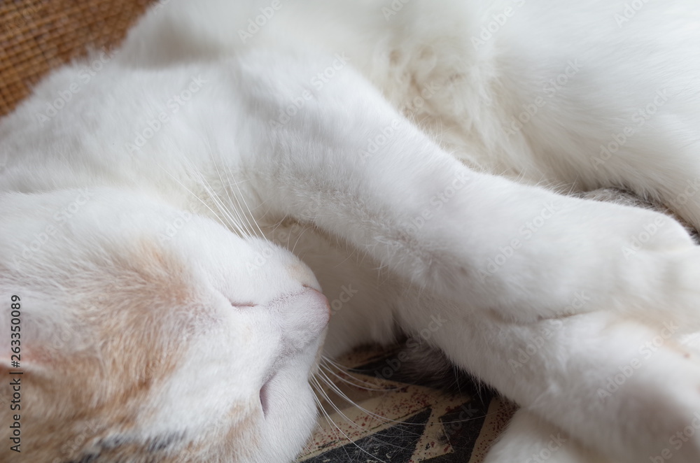 猫 猫