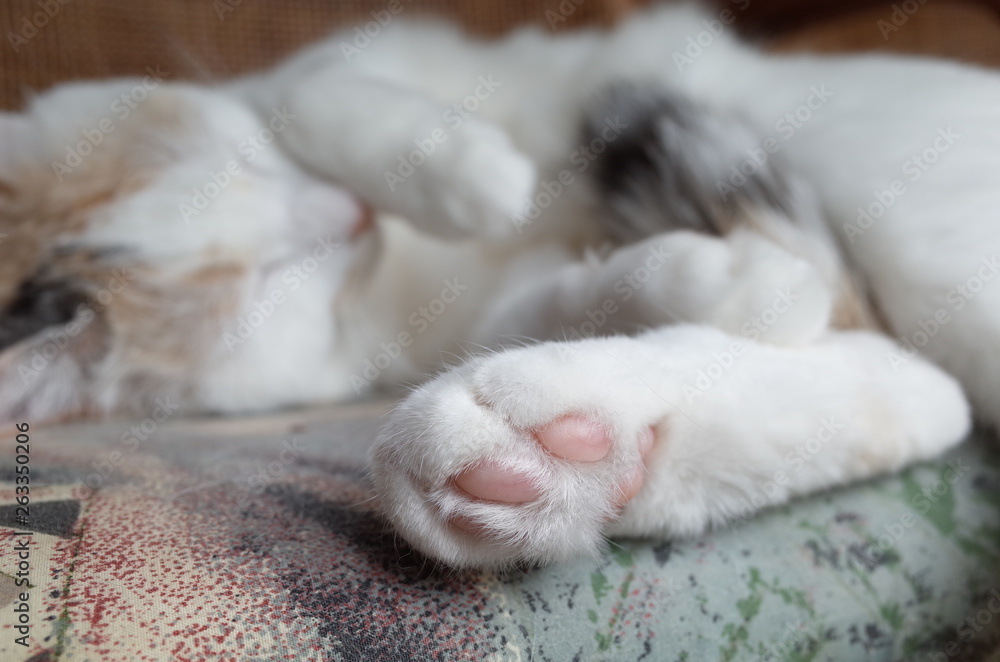 猫 猫