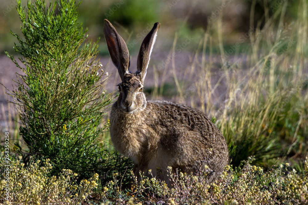 Black-tailed Jackrabbit in spring in southern Arizona Black-tailed Jackrabbit in spring in southern Arizona