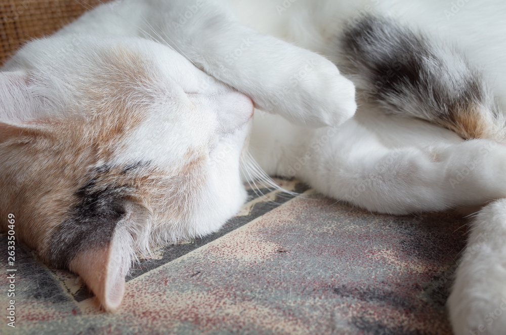 猫 猫