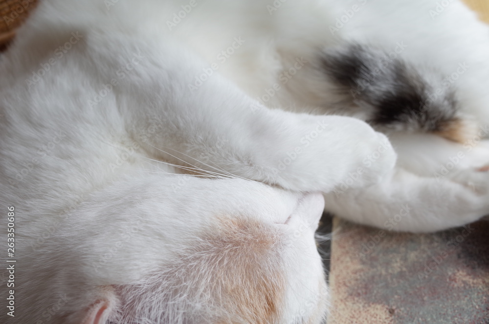 猫 猫