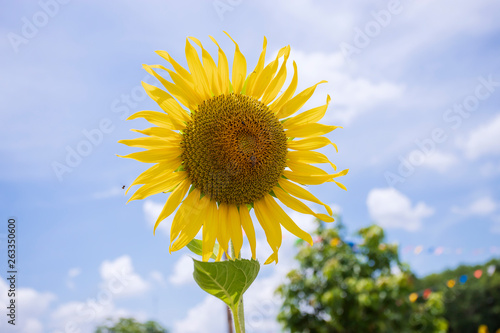 One sunflower  blue sky